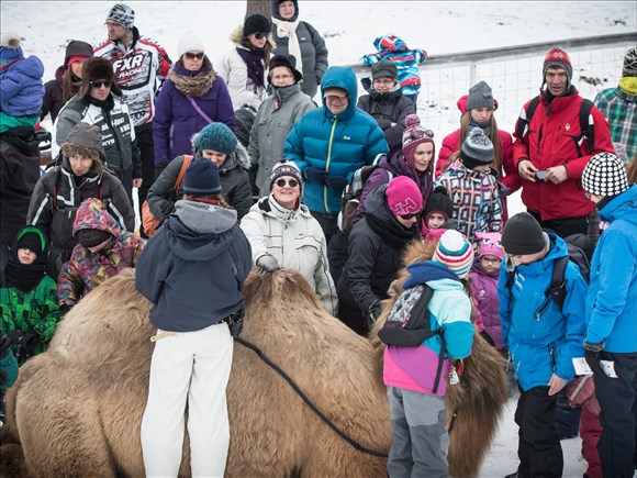 Le Zoo sauvage de Saint-Félicien en mode Noël