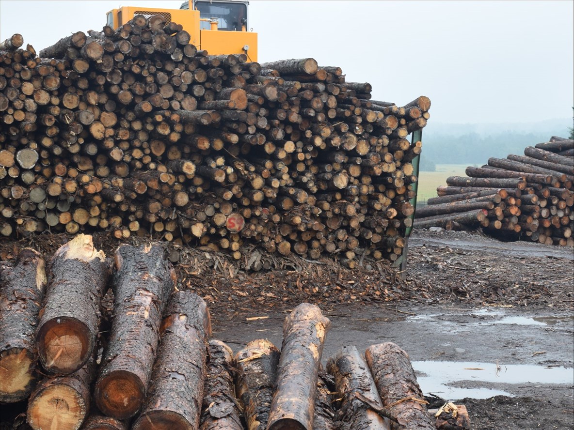 Ottawa annonce de nouvelles mesures pour soutenir le secteur forestier canadien 