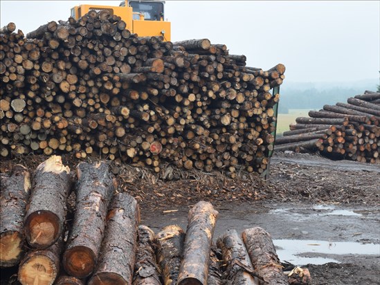 Ottawa annonce de nouvelles mesures pour soutenir le secteur forestier canadien 