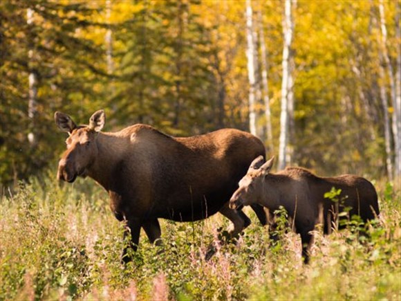 Pas de tirage pour la chasse à l’orignal sans bois dans la région en 2026
