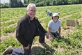 À 75 ans, le Robervalois André Lévesque retourne cultiver ses fraises
