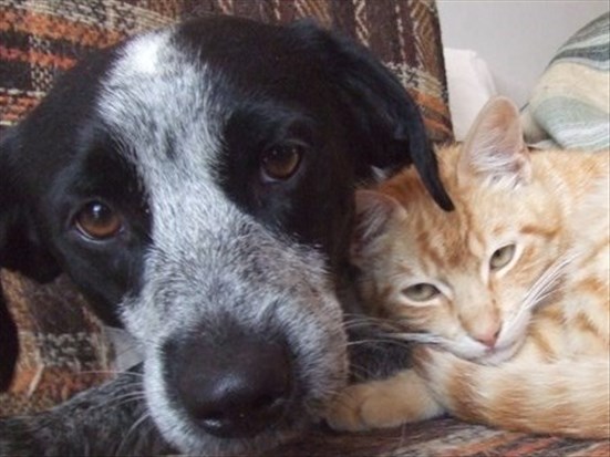 Les Québécois préfèrent les chats aux chiens selon un sondage