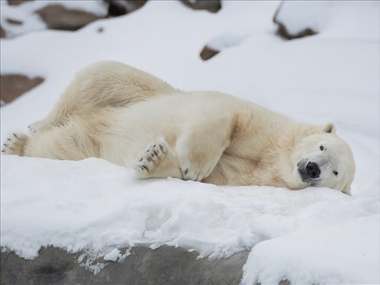 Une foule d’activités au Zoo sauvage de Saint-Félicien pour la relâche