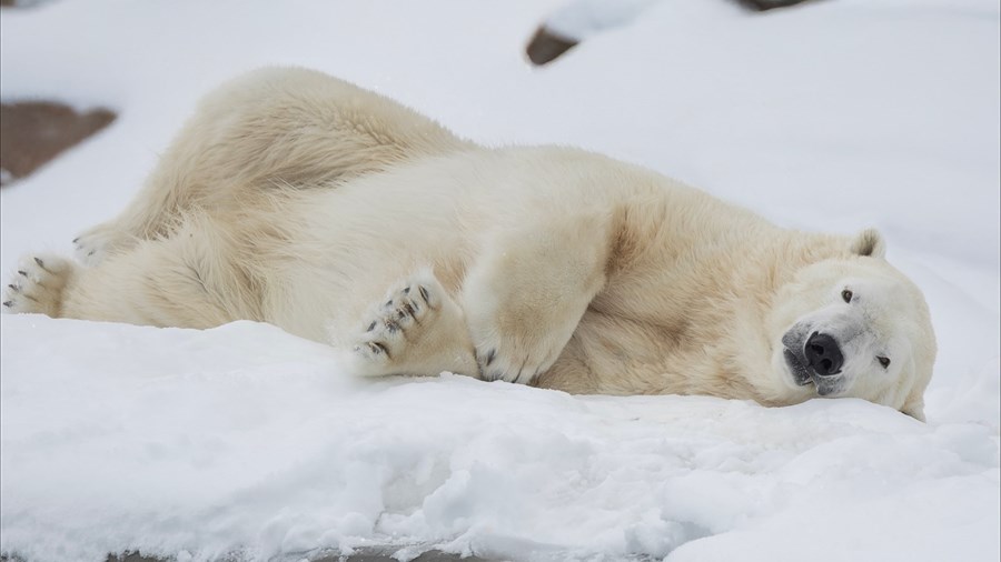 Une foule d’activités au Zoo sauvage de Saint-Félicien pour la relâche