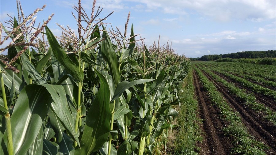 Québec double le budget du programme AgroPerformance 