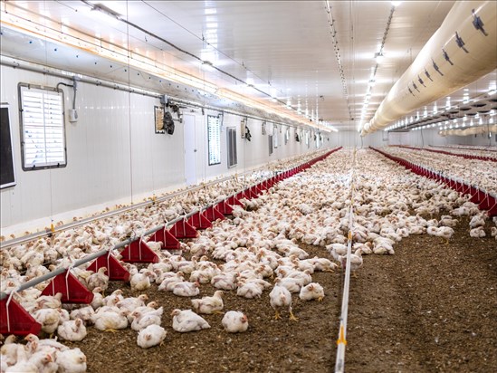 Les Éleveurs de volailles du Québec réclament aussi une exemption