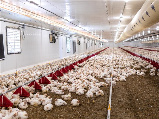 Les Éleveurs de volailles du Québec réclament aussi une exemption