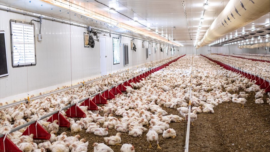 Les Éleveurs de volailles du Québec réclament aussi une exemption