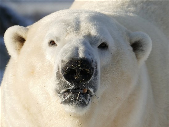 Départ de l’ours blanc mâle à la mi-mars