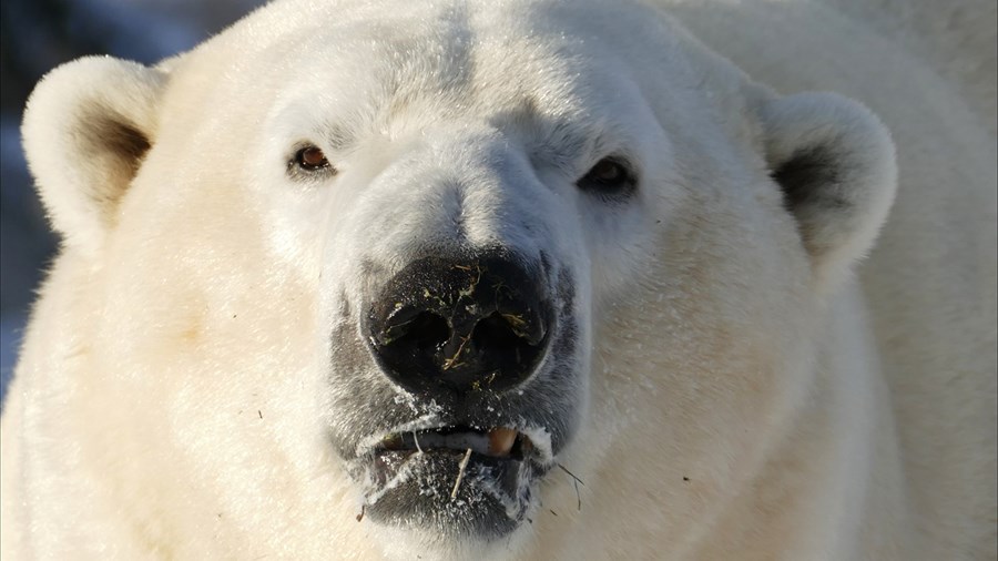 Départ de l’ours blanc mâle à la mi-mars