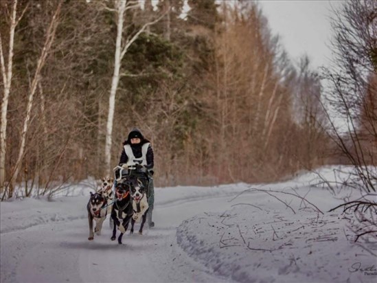 Saint‑Méthode se prépare pour la 29e édition de sa course de chiens de traîneau
