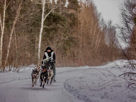 Saint‑Méthode se prépare pour la 29e édition de sa course de chiens de traîneau