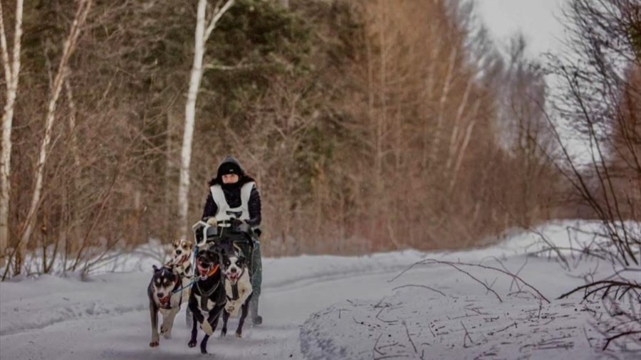 Saint‑Méthode se prépare pour la 29e édition de sa course de chiens de traîneau
