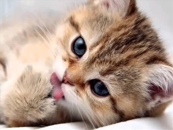 Assurances pour animaux : une paix d'esprit... parfois à gros prix