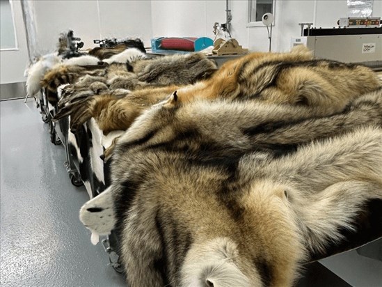 Un sommet pour penser l’avenir de la filière cuir et fourrure