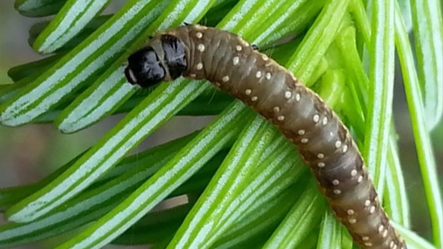 Progression des ravageurs forestiers au Saguenay–Lac-Saint-Jean