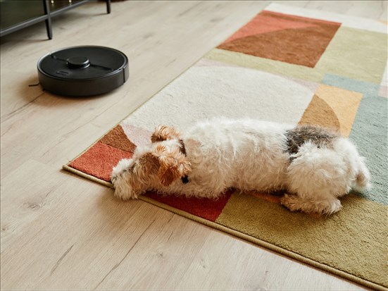 L’interdiction des animaux contraire à la Charte des droits et libertés