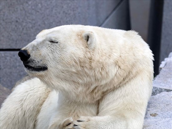 Humphrey arrive de l’Aquarium du Québec