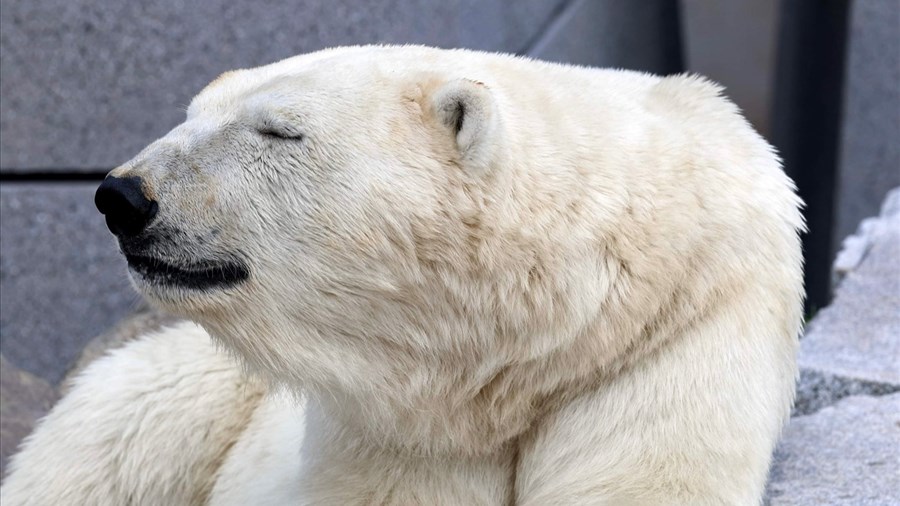 Humphrey arrive de l’Aquarium du Québec