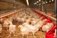 Le poulet prend son envol dans la région