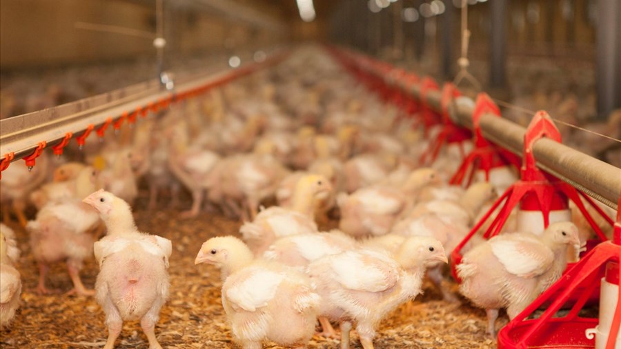 Le poulet prend son envol dans la région