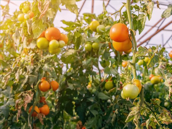 Favoriser la sécurité alimentaire pour les Premières Nations à Roberval