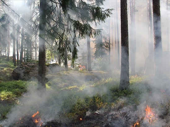 Deux incendies de forêt maîtrisés au nord du lac Saint Jean