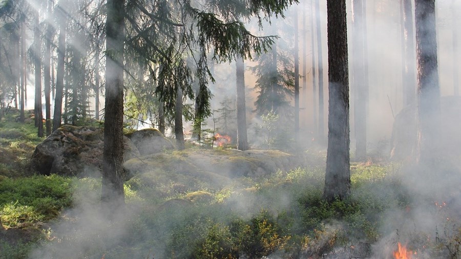 Deux incendies de forêt maîtrisés au nord du Lac-Saint-Jean
