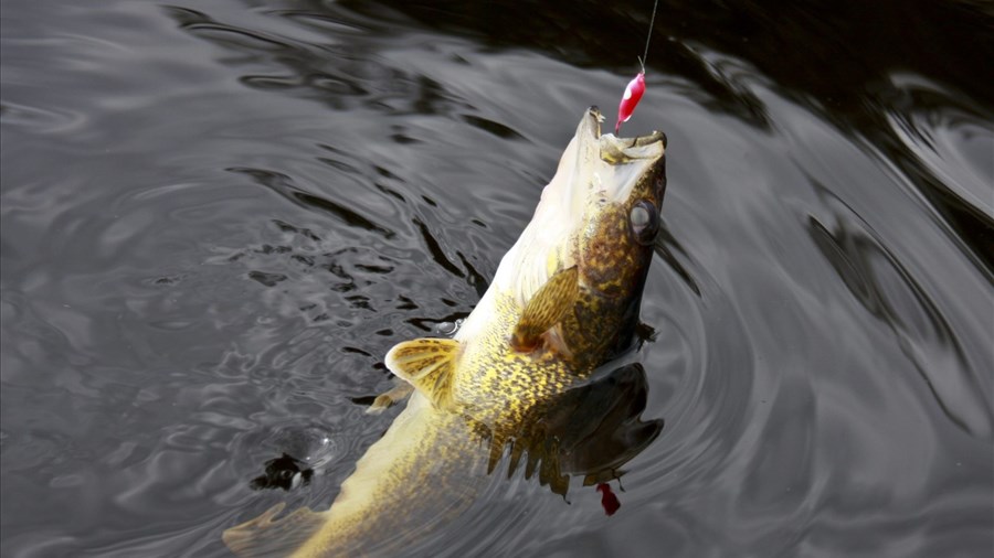 Québec appelle à la collaboration des pêcheurs sur le lac Saint-Jean