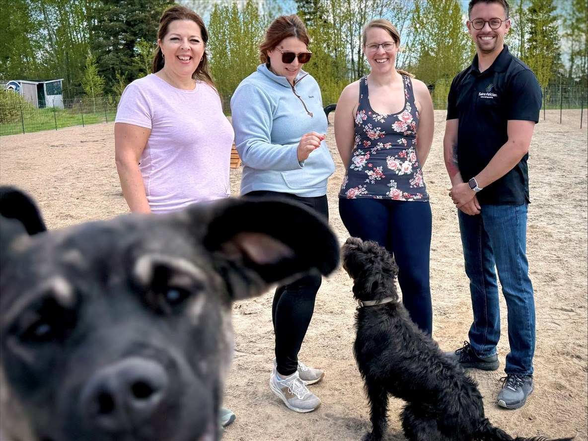Un nouvel espace clôturé consacré à la socialisation canine