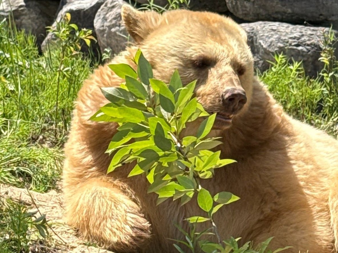 Une ourse au pelage blond s’installe au Zoo sauvage de Saint Félicien