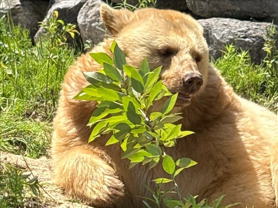 Une ourse au pelage blond s’installe au Zoo sauvage de Saint Félicien