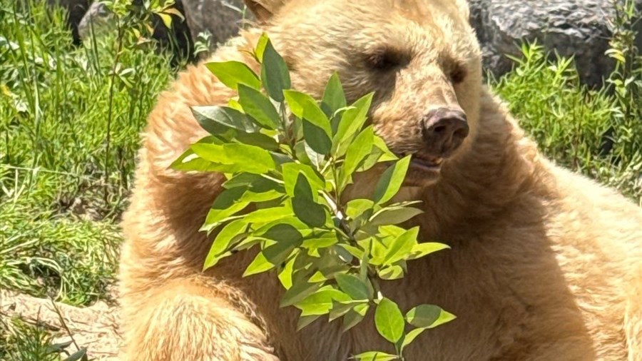 Une ourse au pelage blond s’installe au Zoo sauvage de Saint Félicien