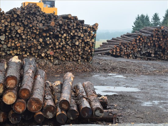 Des acteurs de la forêt s'unissent pour revendiquer une vraie réforme
