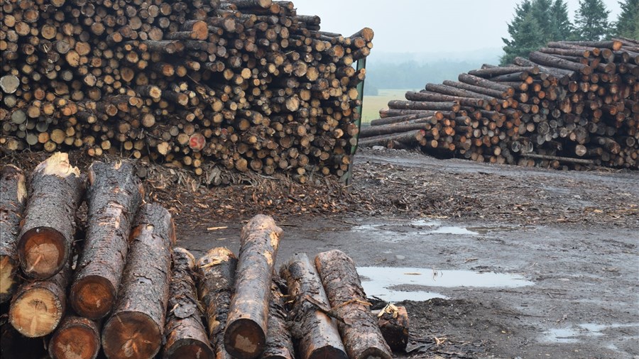 Des acteurs de la forêt s'unissent pour revendiquer une vraie réforme