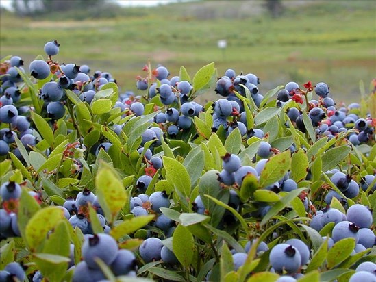 Une belle saison se dessine pour le bleuet sauvage