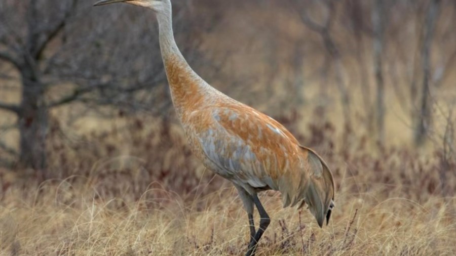 La chasse à la grue du Canada permise au Saguenay–Lac-Saint-Jean